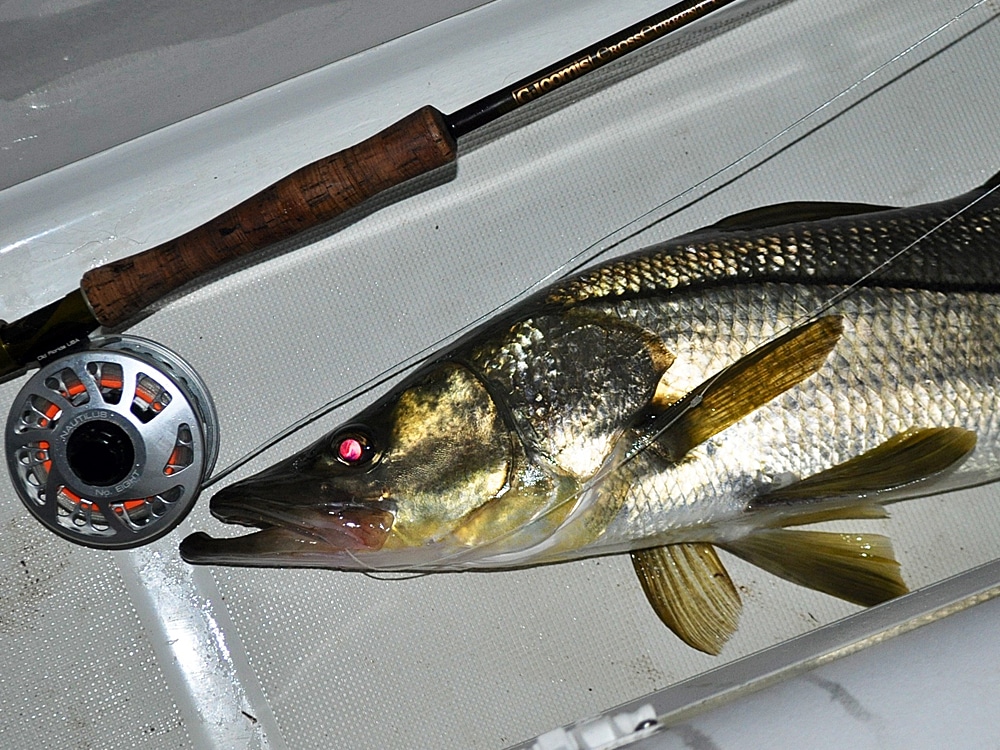 snook fishing at night