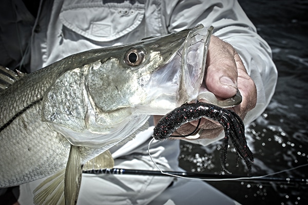 inshore fishing for snook