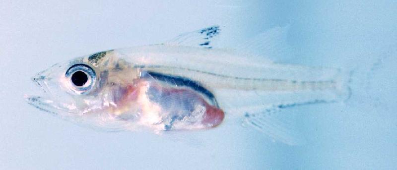 Snook Baby Larvae Fishing Photo