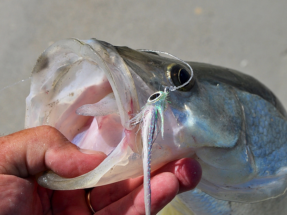 surf snook on fly from beach