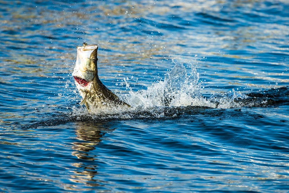 Snook Fishing in South Florida