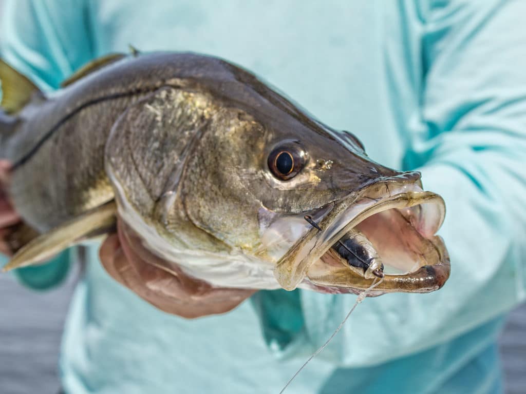 snook fishing with jerkbaits