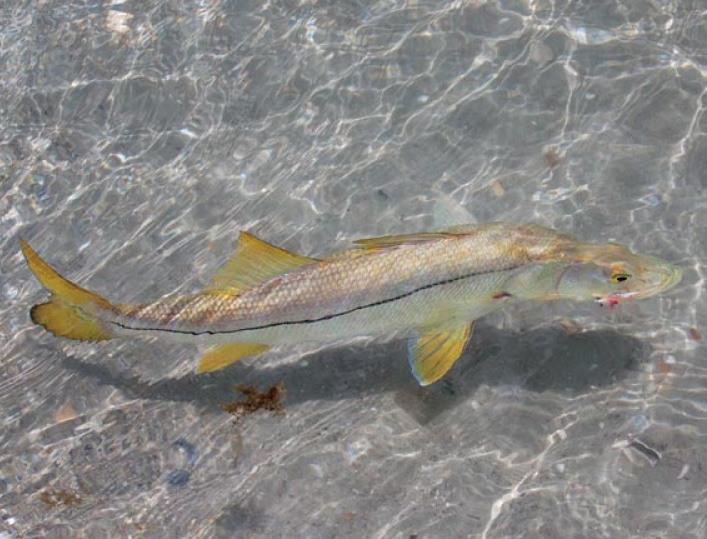 Snook Fishing Regs