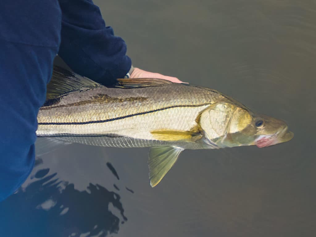 When targeting linesiders, ­focus on boat docks and rocky flats with deep swashes or nearby channels that the fish are able to drop into during low tides while waiting for rising water to return to their usual hangouts.