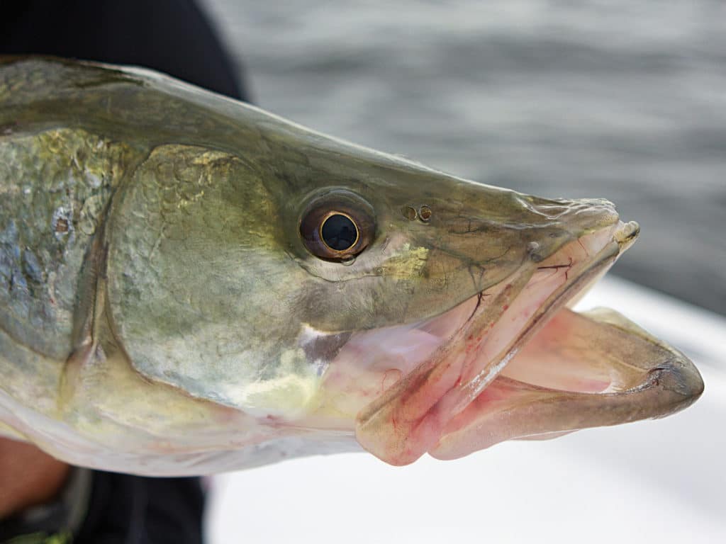 Numerous springs around Crystal River and Homosassa guarantee snook mild-water sanctuary during the occasional arctic blasts.