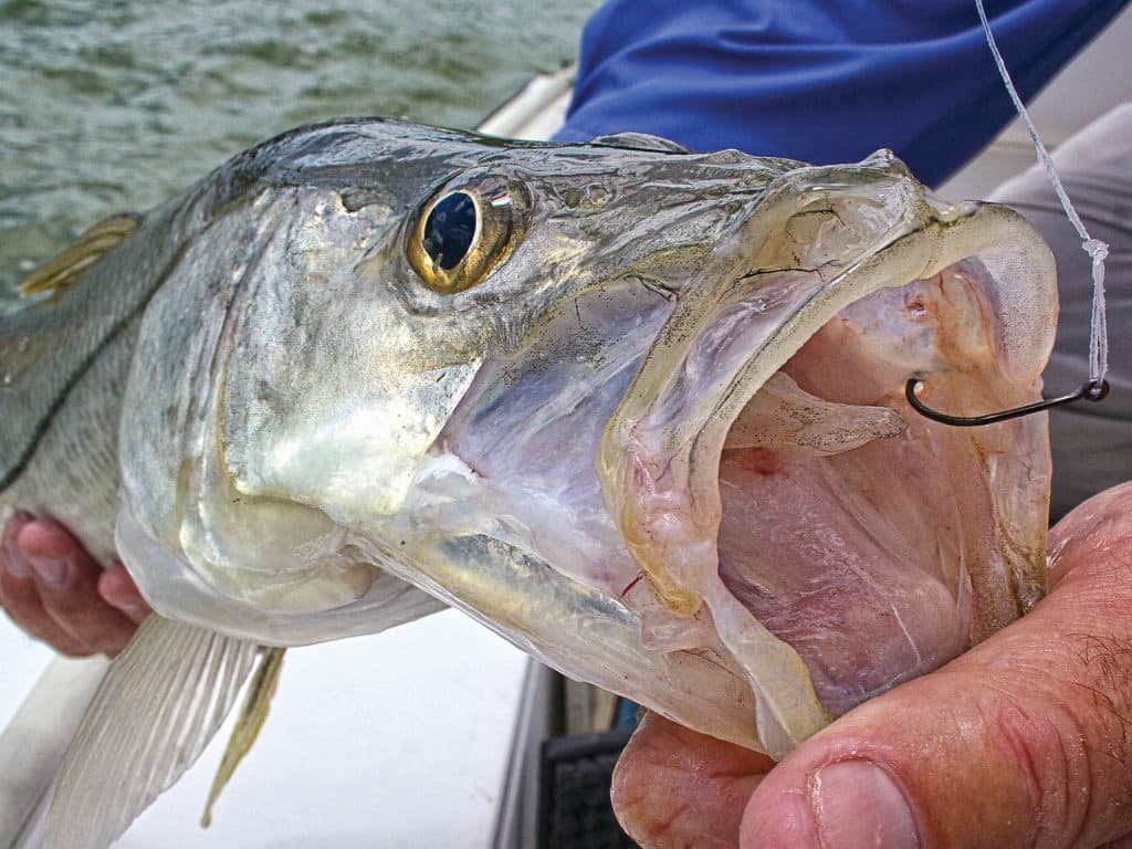 Gulf Coast snook