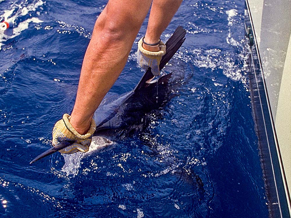 Atlantic sailfish ready for release