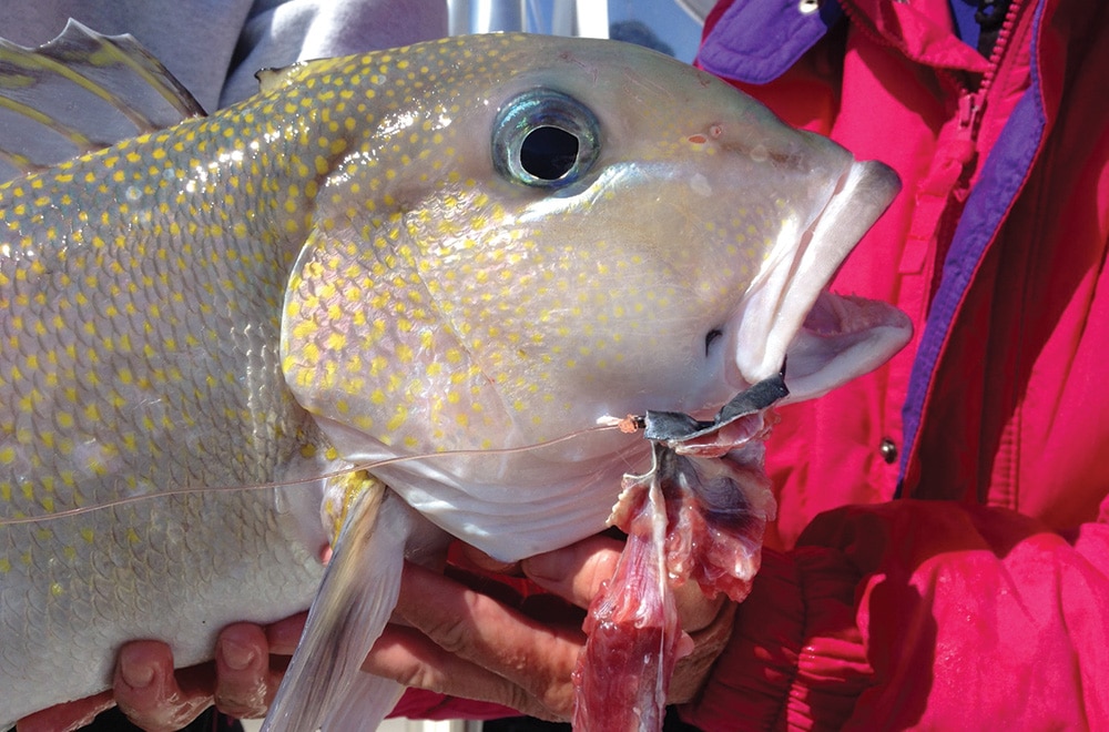 south-florida-tilefish-02.jpg