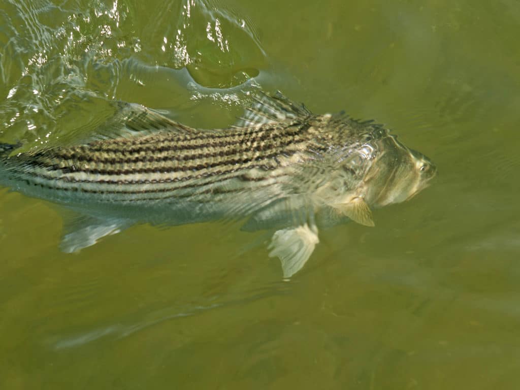 Fishing in New York City