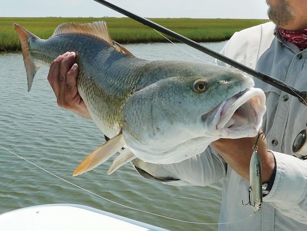 10 Best Redfish Lures, Artificial Baits for Redfish