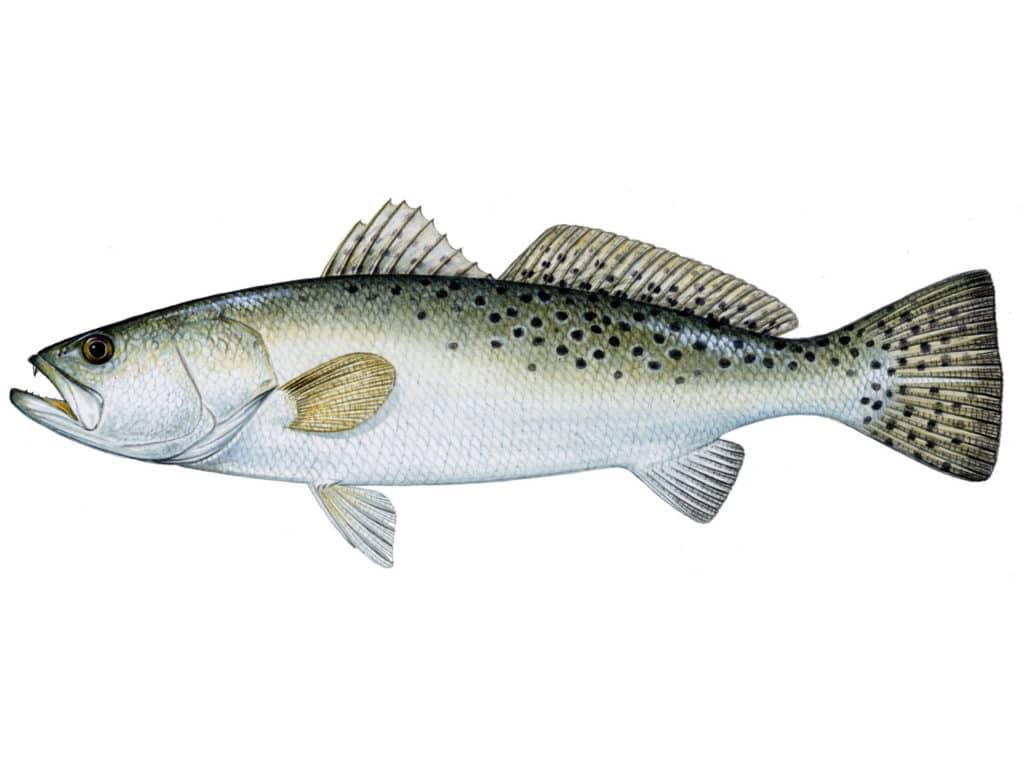 New Rules for Texas Speckled Trout