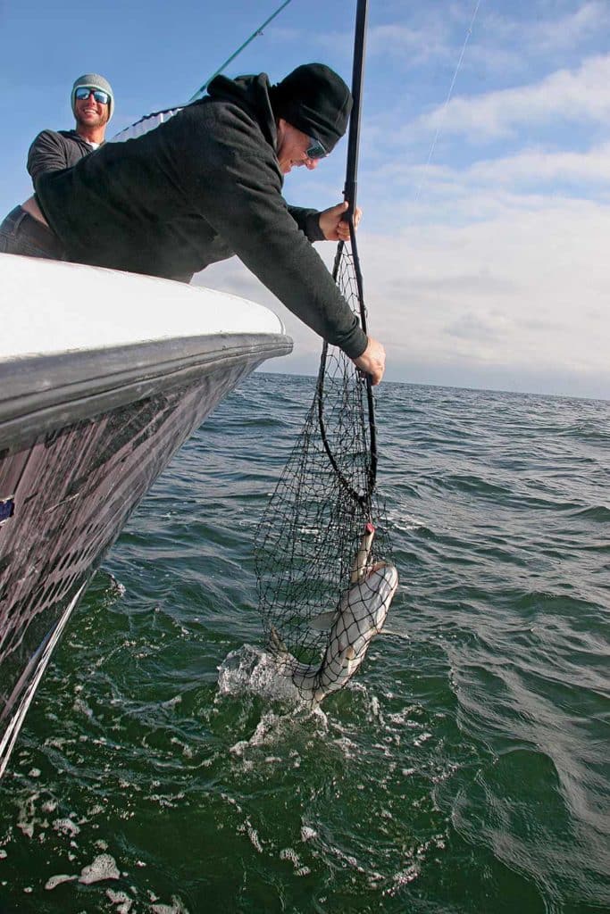 Spring Striped Bass