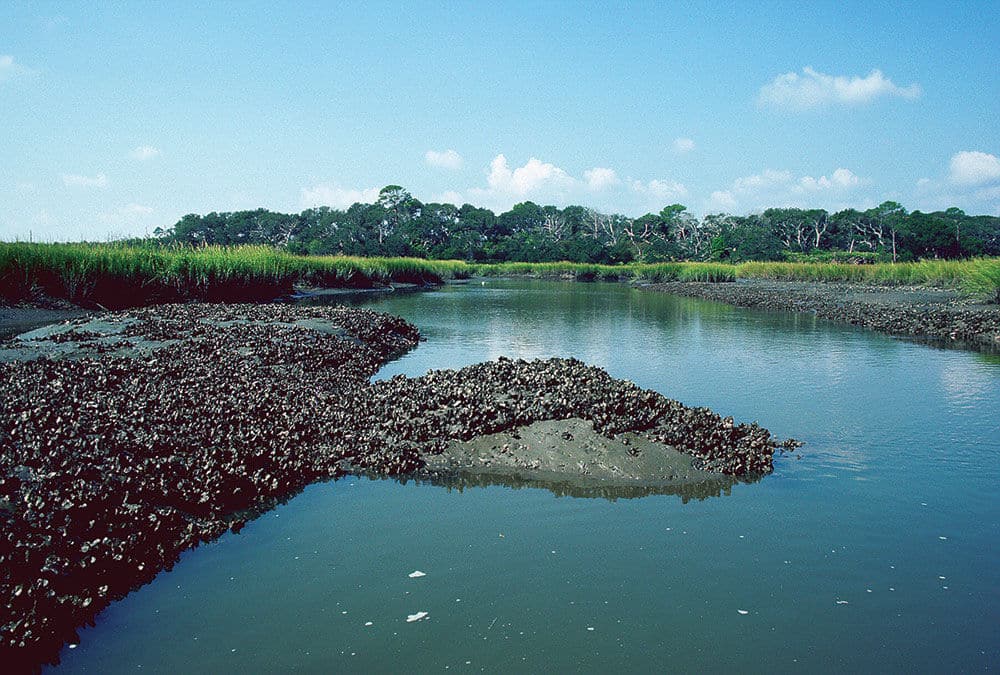 Oyster- or clam-bar humps or high spots are good, especially in areas where several such humps sit alongside deeper cuts where water flows between them.
