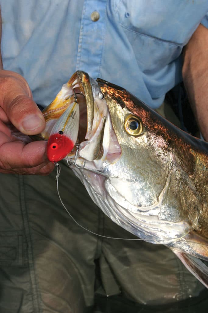 Hard baits, from walk-the-dog topwaters to lipless rattlers and sinking stickbaits, have proven their effectiveness around structure.
