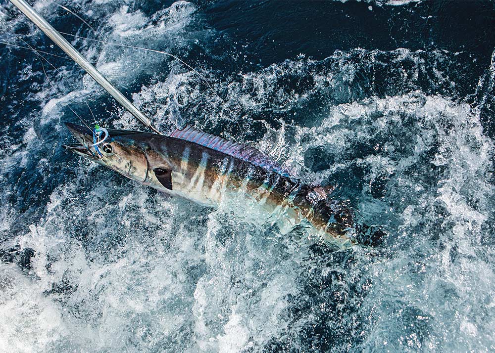 Catch Wahoo Anywhere