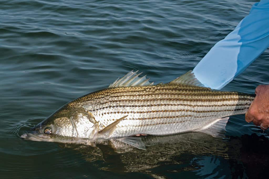 Boston striped bass