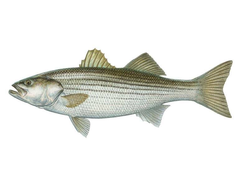 Illustration of a striped bass.