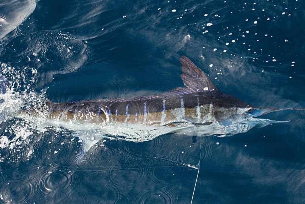 Mexico striped marlin