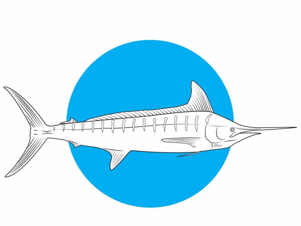 striped marlin