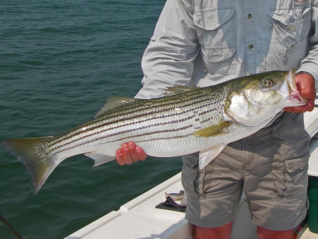 Large concentrations of baitfish attract popular game species to Long Island shores.