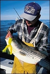 striped_bass.jpg