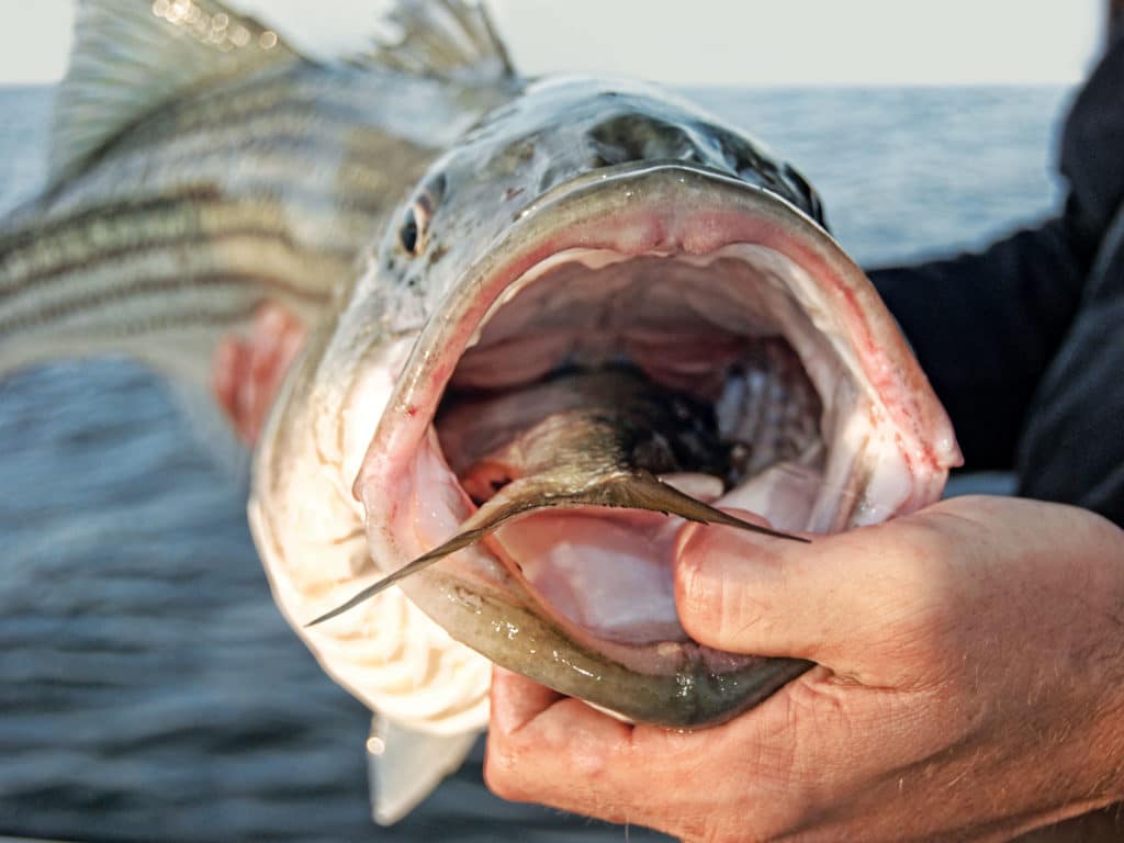 As bunker pods line up along the Jersey shore, stripers feast on the abundance of forage.