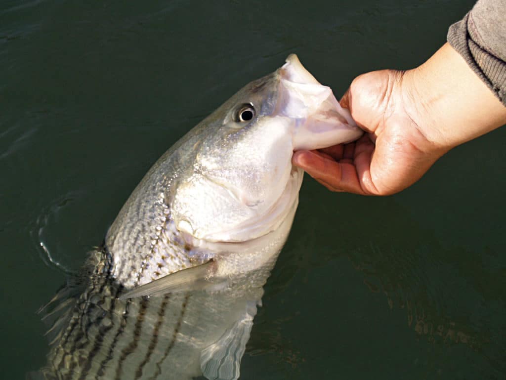 striped bass