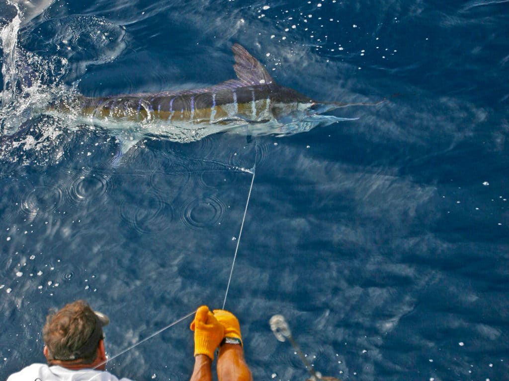 Striped marlin often compete for baits with sea lions off the Galapagos.