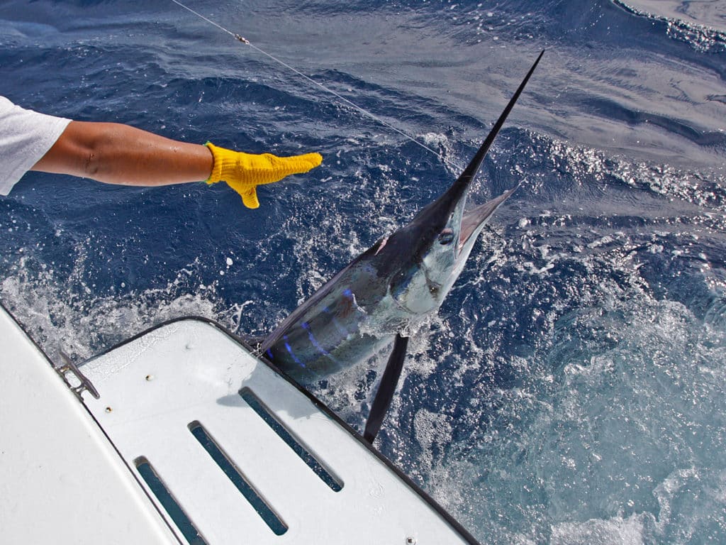 Striped marlin off Cabo San Lucas average 150 to 200 pounds.
