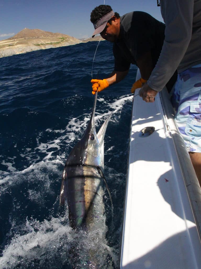 Cabo San Lucas, Mexico, and the Galapagos Islands, Ecuador, are two of top striped marlin destinations.