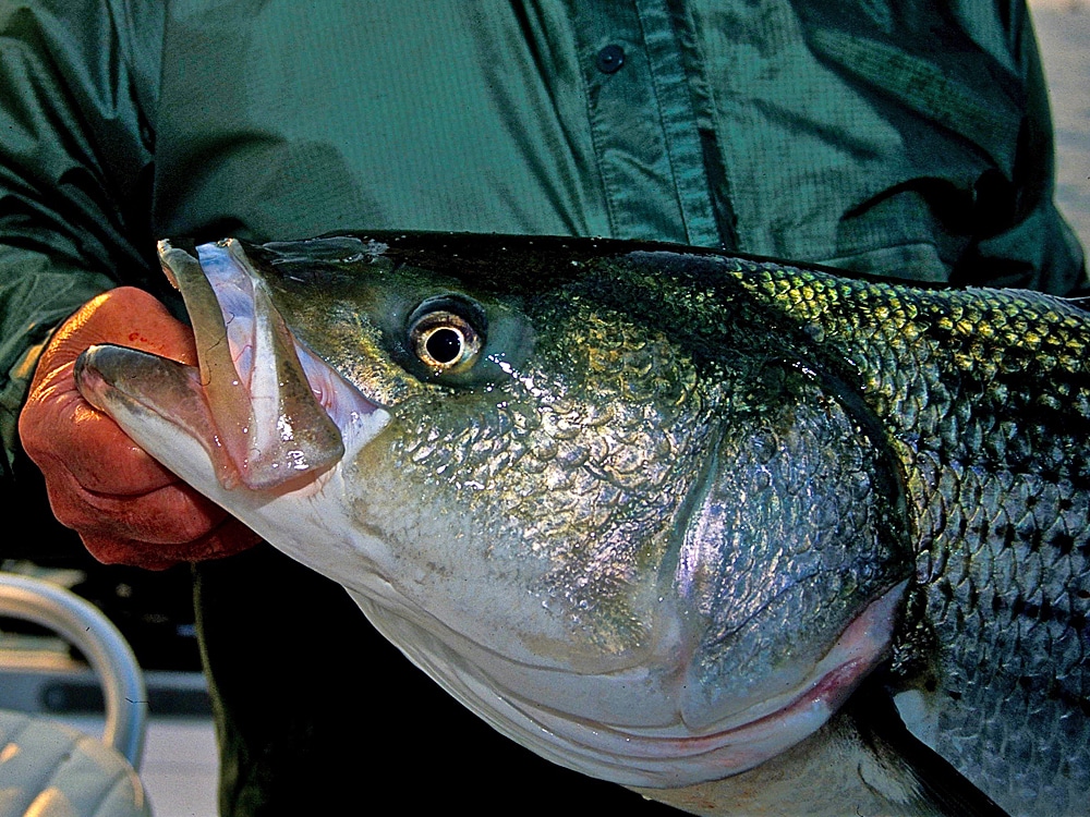 Fly Fishing for Striped Bass