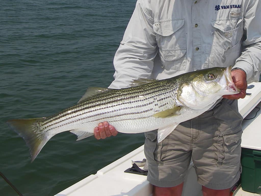 Striped bass are commonly known as stripers.
