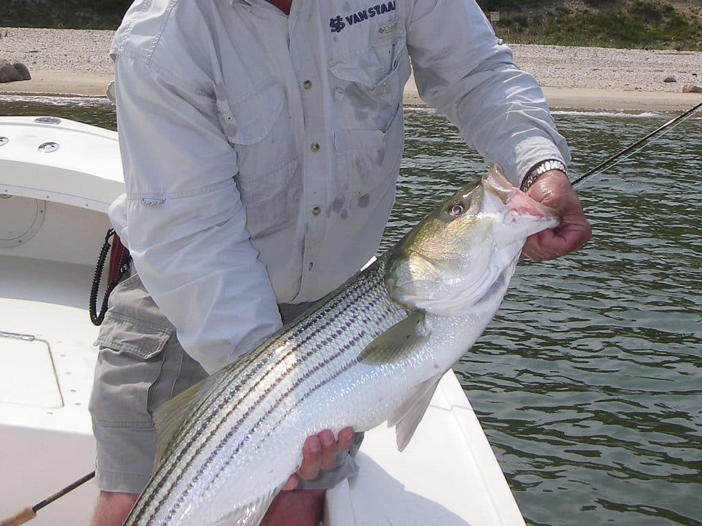 Stripers love ledges and deep inlet and coastal river banks.