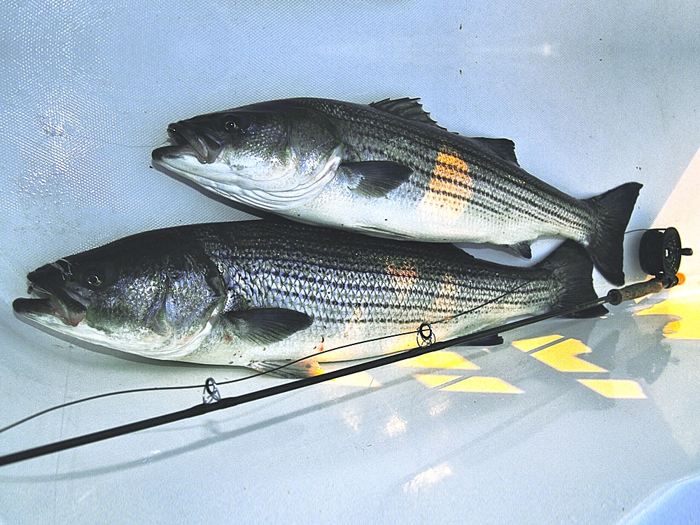 Two big striped bass caught on fly