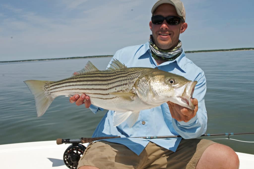 Sight-Fishing for Striped Bass