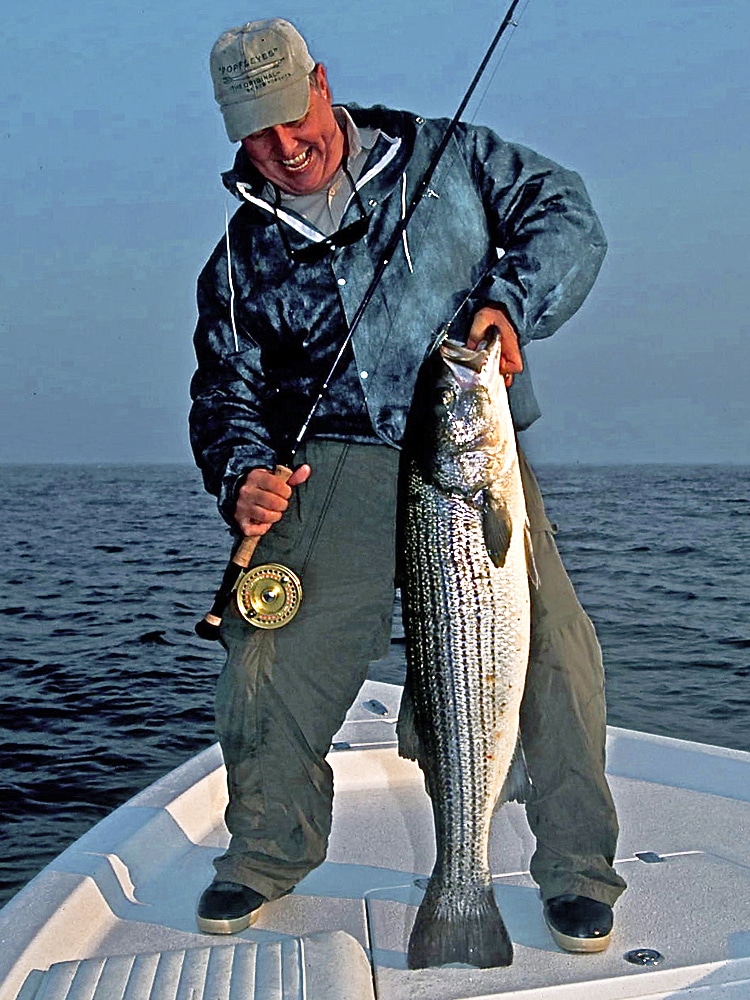 big striped bass caught on fly from a boat