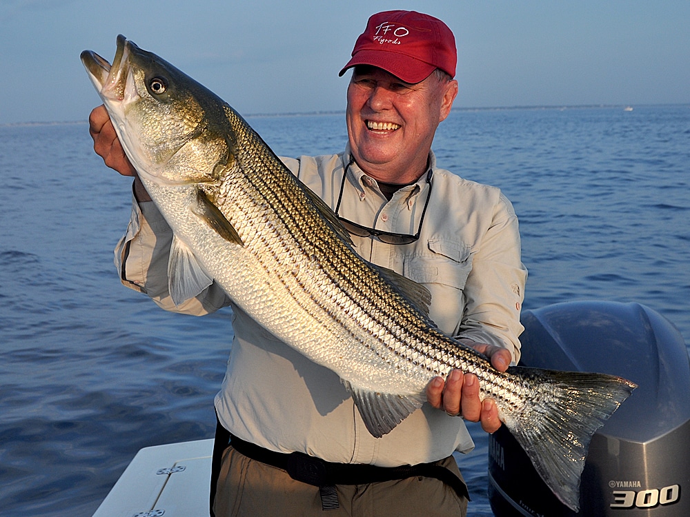 fly angler holds up large striped bass