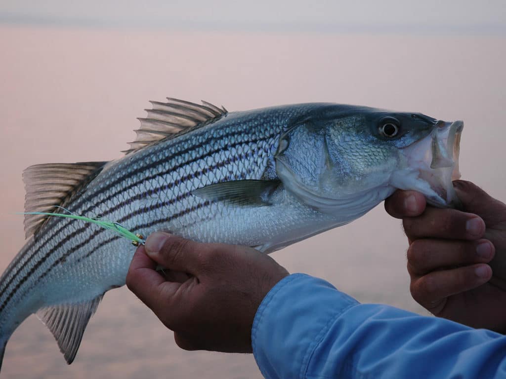 When temps dip, stripers often move down the water column. Then, dredging tactics are required to catch them.