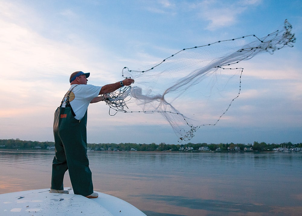 Striped Bass Season and Migration