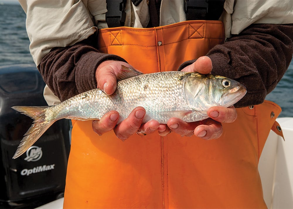 How to Fish for Striped Bass