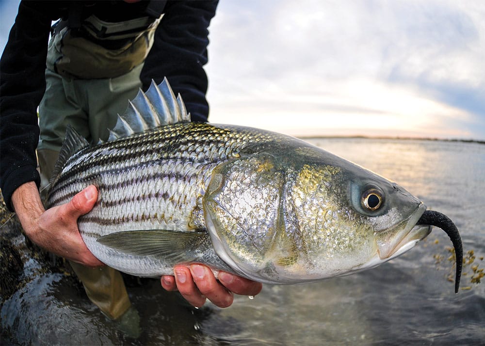 Seasonal Patterns for Catching Bass: A Year-Round Guide to