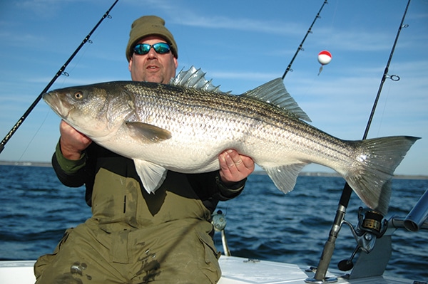 striper2.jpg