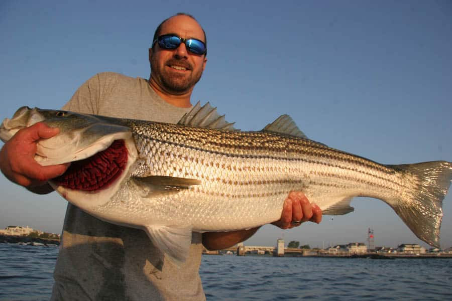 Striper Road Trip  Salt Water Sportsman