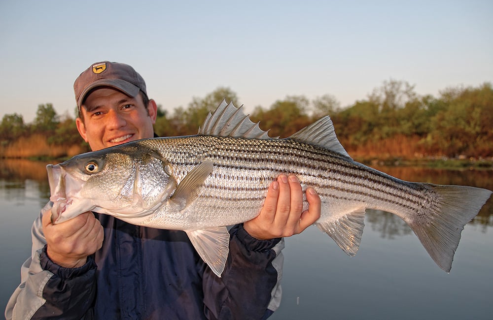 striped bass in New York