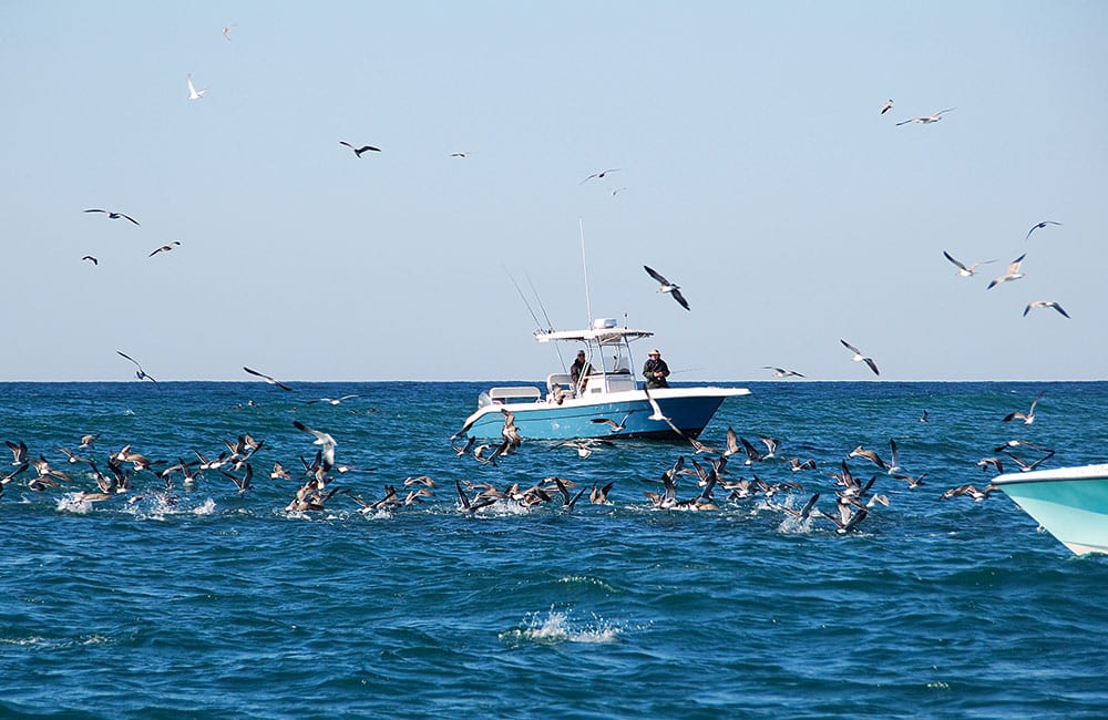 bait for bluefish and striped bass