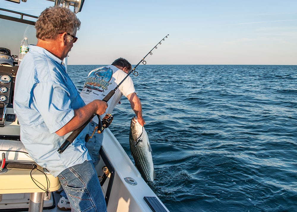 All About Striped Bass