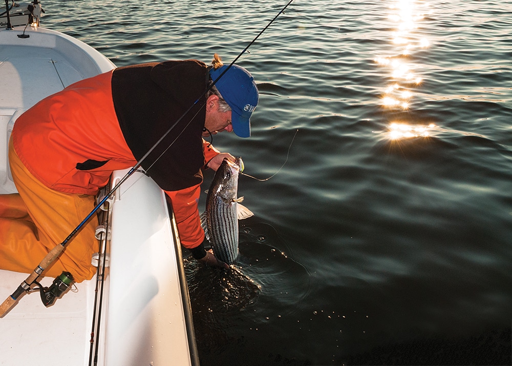 Striped Bass on the Flats