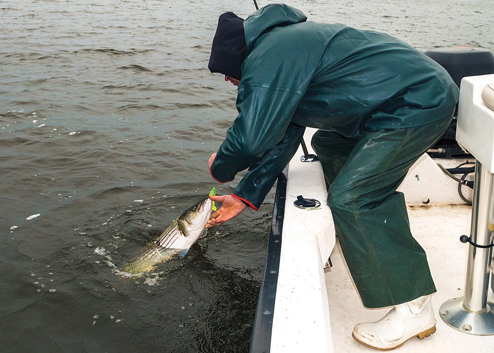 Striped Bass on the Flats