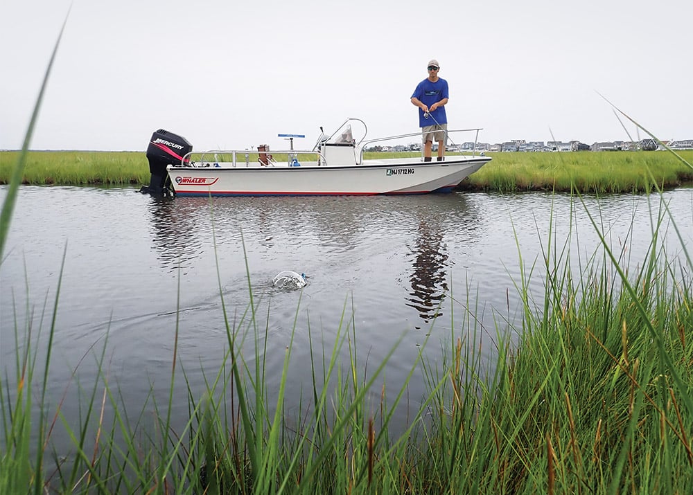 Striped Bass on the Flats