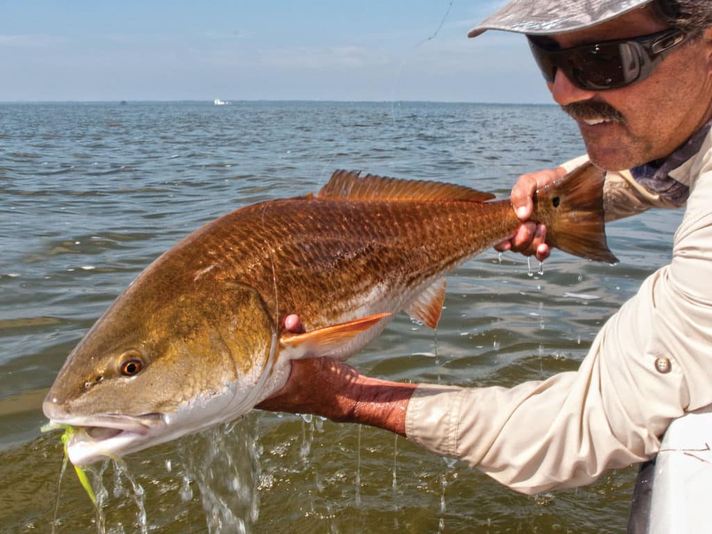 Red drum frequent many of the same waters as stripers in the mid-Atlantic.